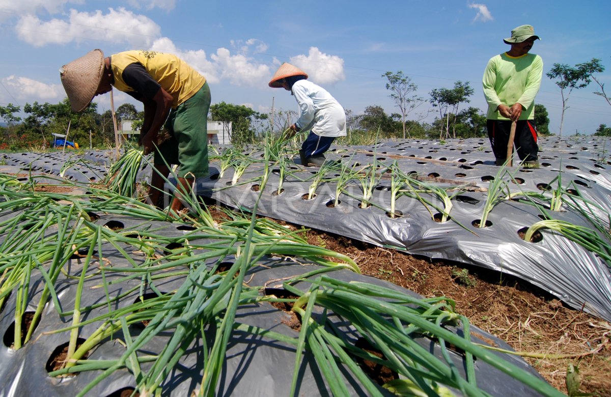 Tantangan Bekerja di Sektor Pertanian